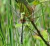 Anax imperator